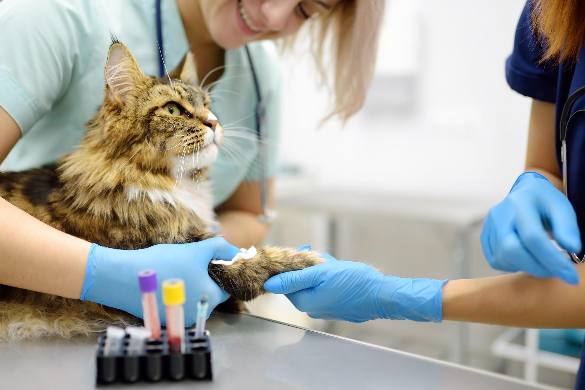 vet team members taking a blood sample from a cat