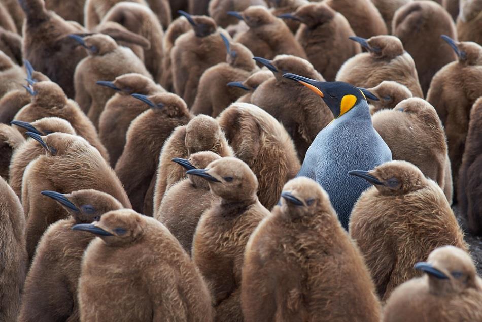 Group of penguins with one individual who stands out from the crowd