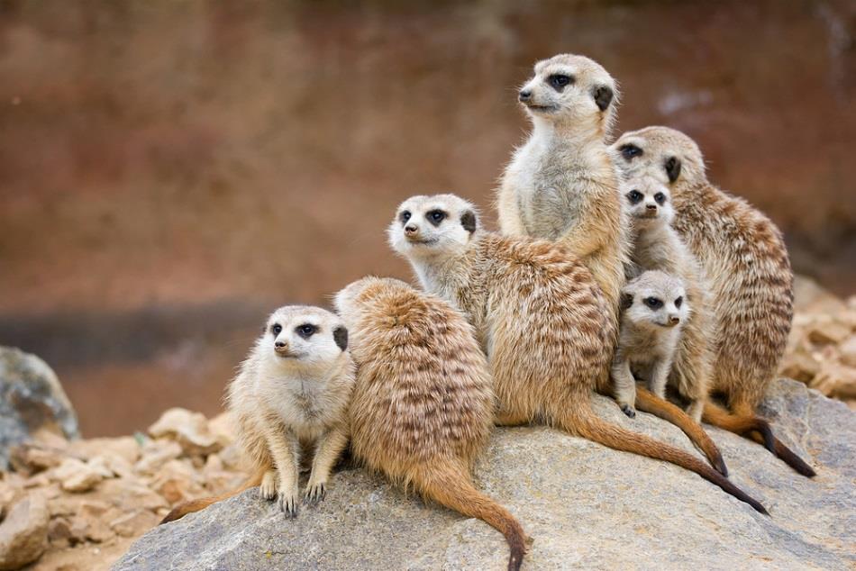 Group of meerkats who stick together like employees at a small company