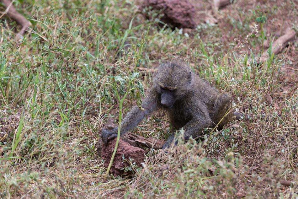 Monkey searching for food beneath a rock like a recruiter searching for talent