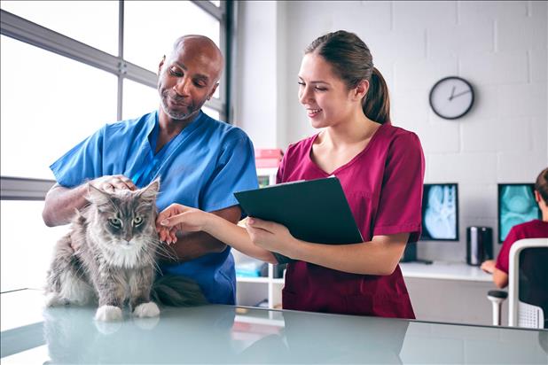 vet and vet tech examining a cat