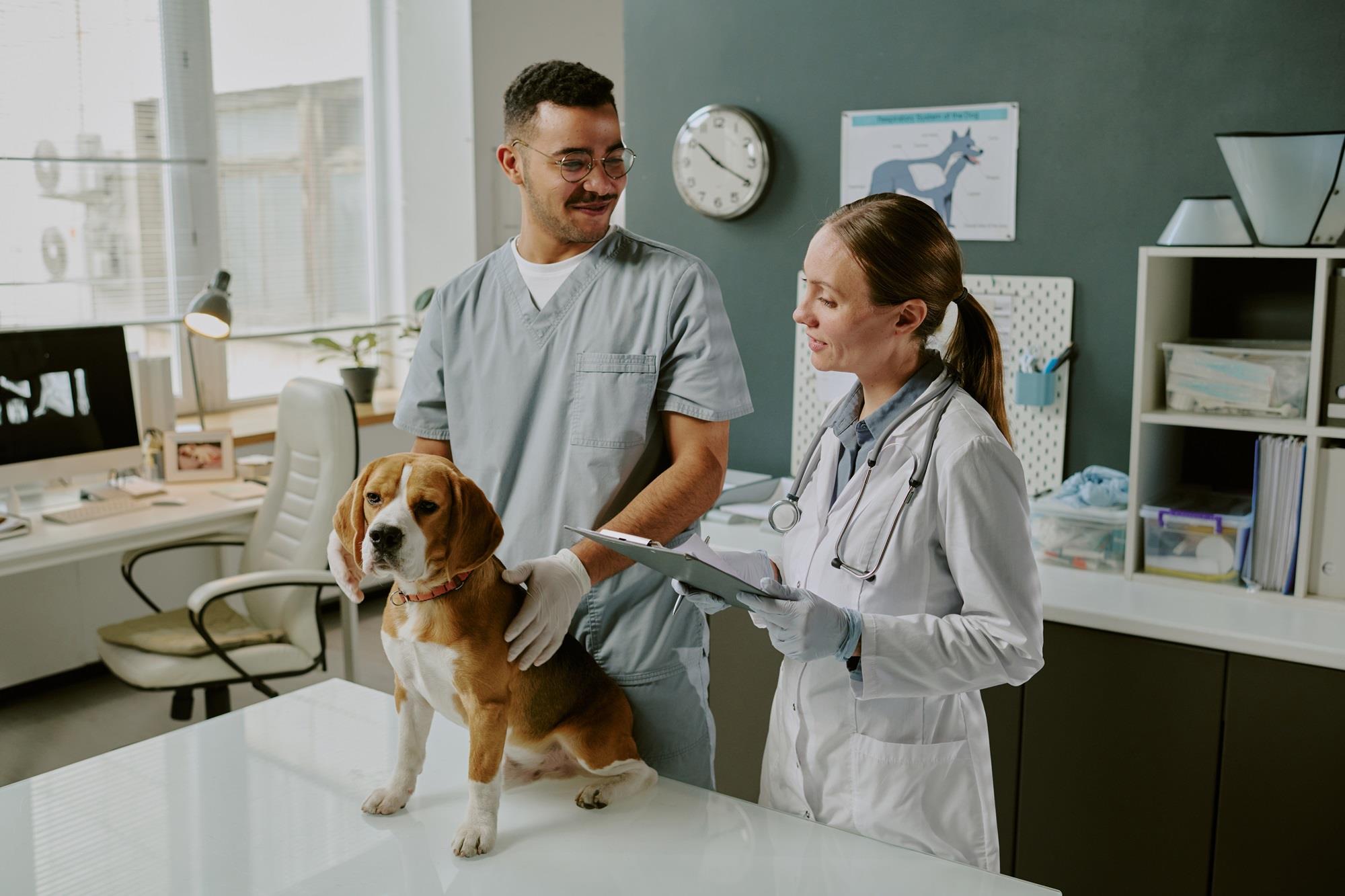 vet and vet tech examining a dog