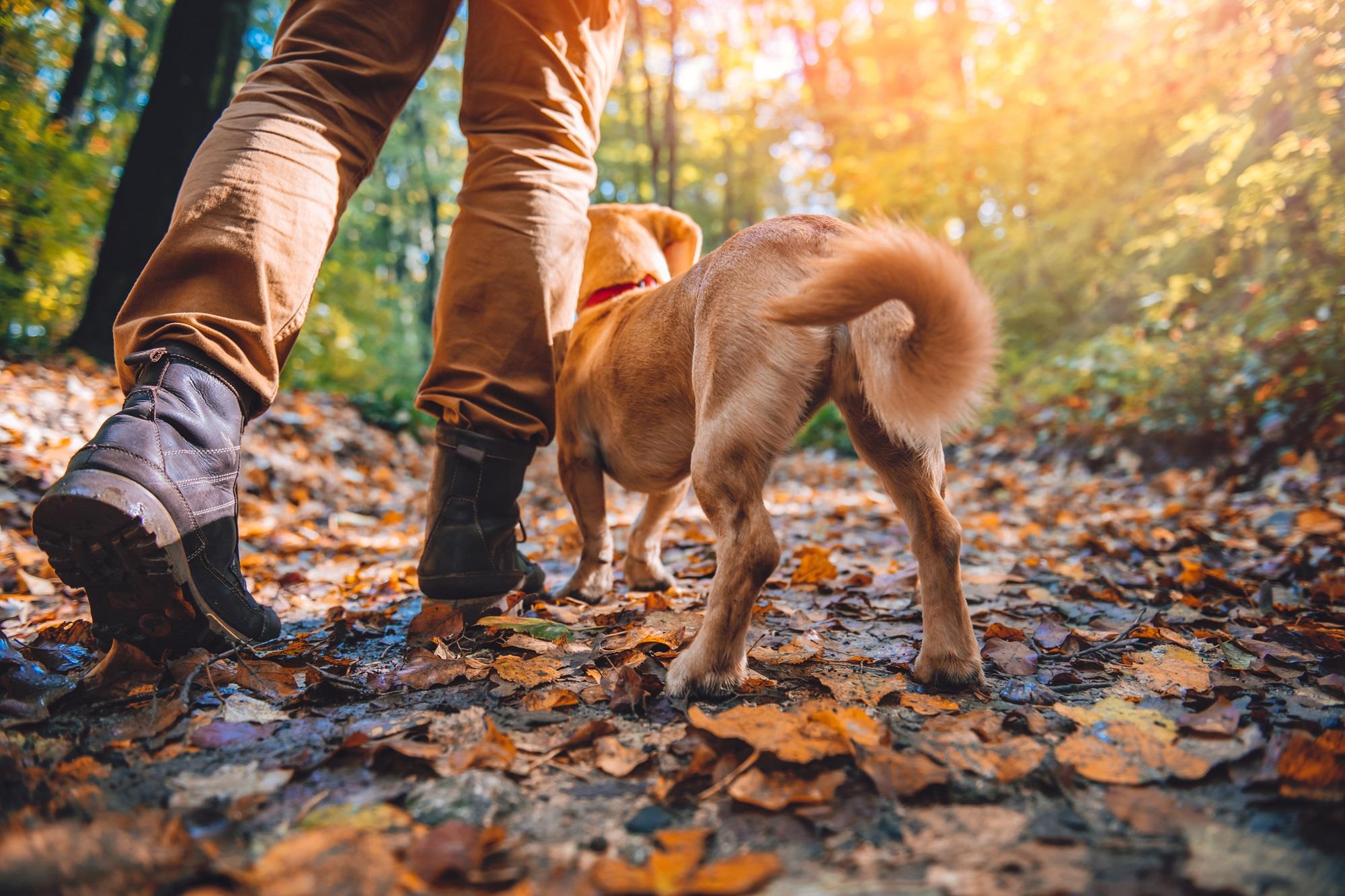 person hiking with their dog