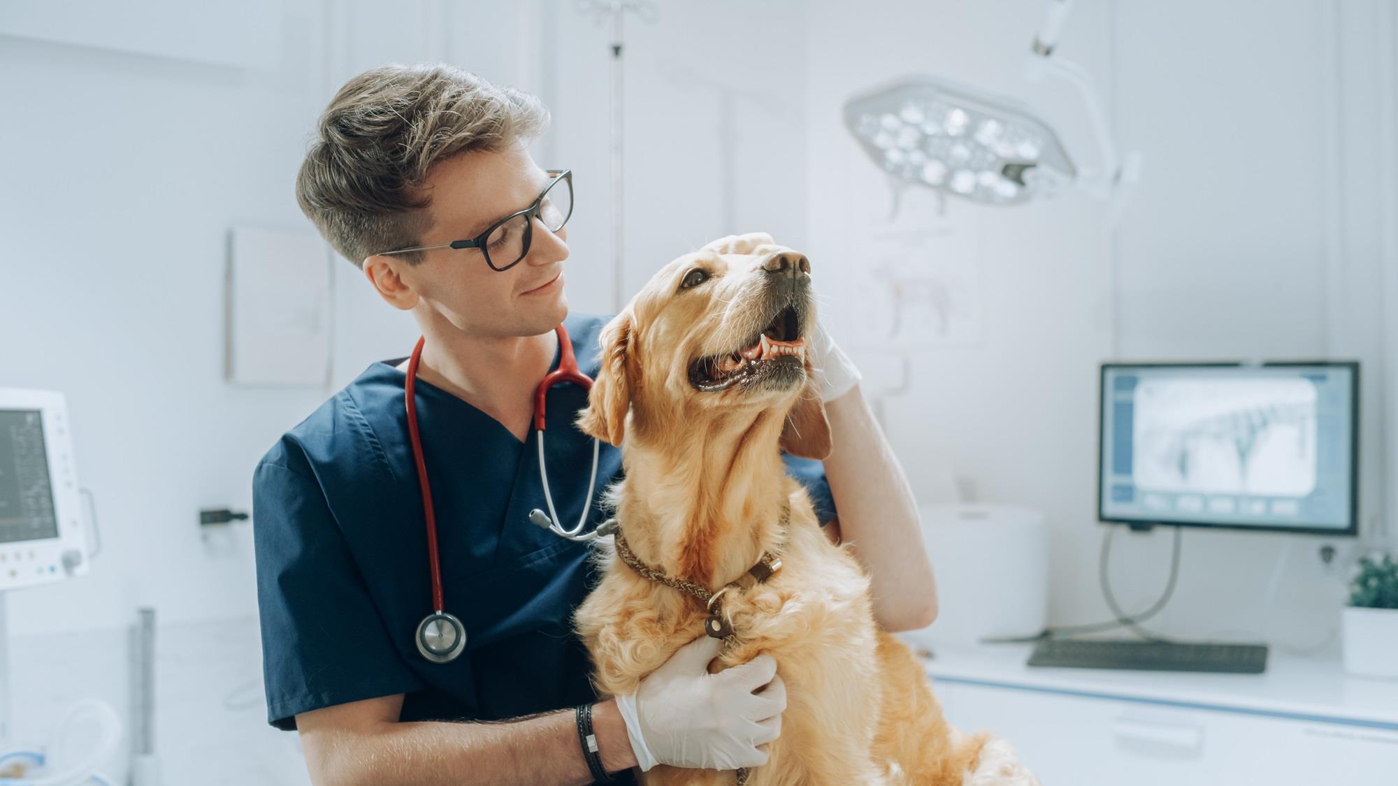 veterinarian giving a golden retriever a checkup