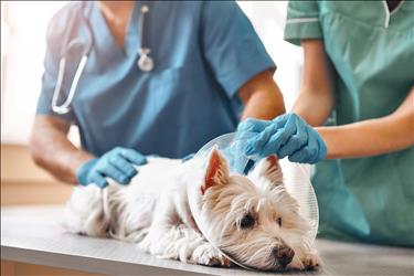veterinary team examining a dog