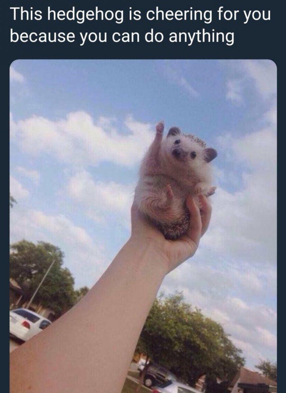 Cute hedgehog with his arm raised as if he's cheering.