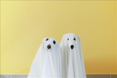 Two dogs in ghost costumes