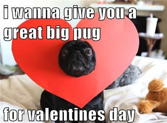 Meme: "I wanna give you a great big pug for Valentine's Day."