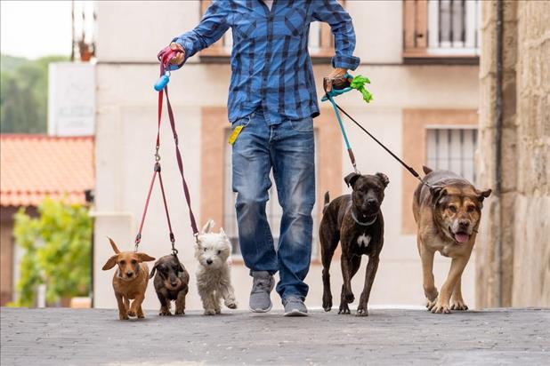 Man walking dogs as part-time job