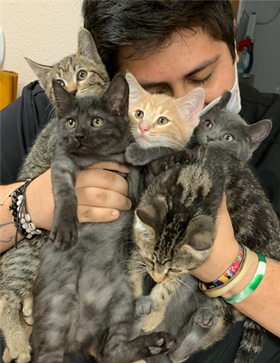 Vet hugging cats