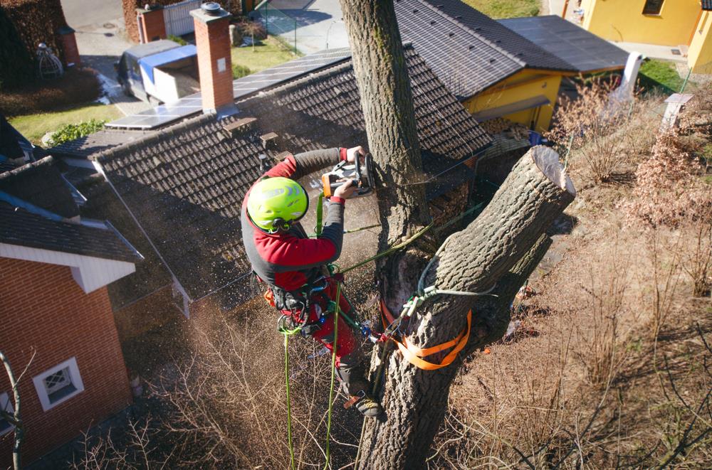 arborist working on a tree in a residential area