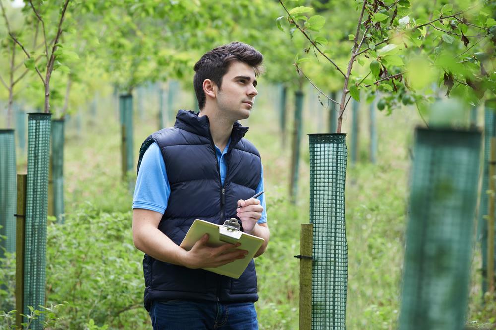 qualified tree assessor in the field taking notes on young trees