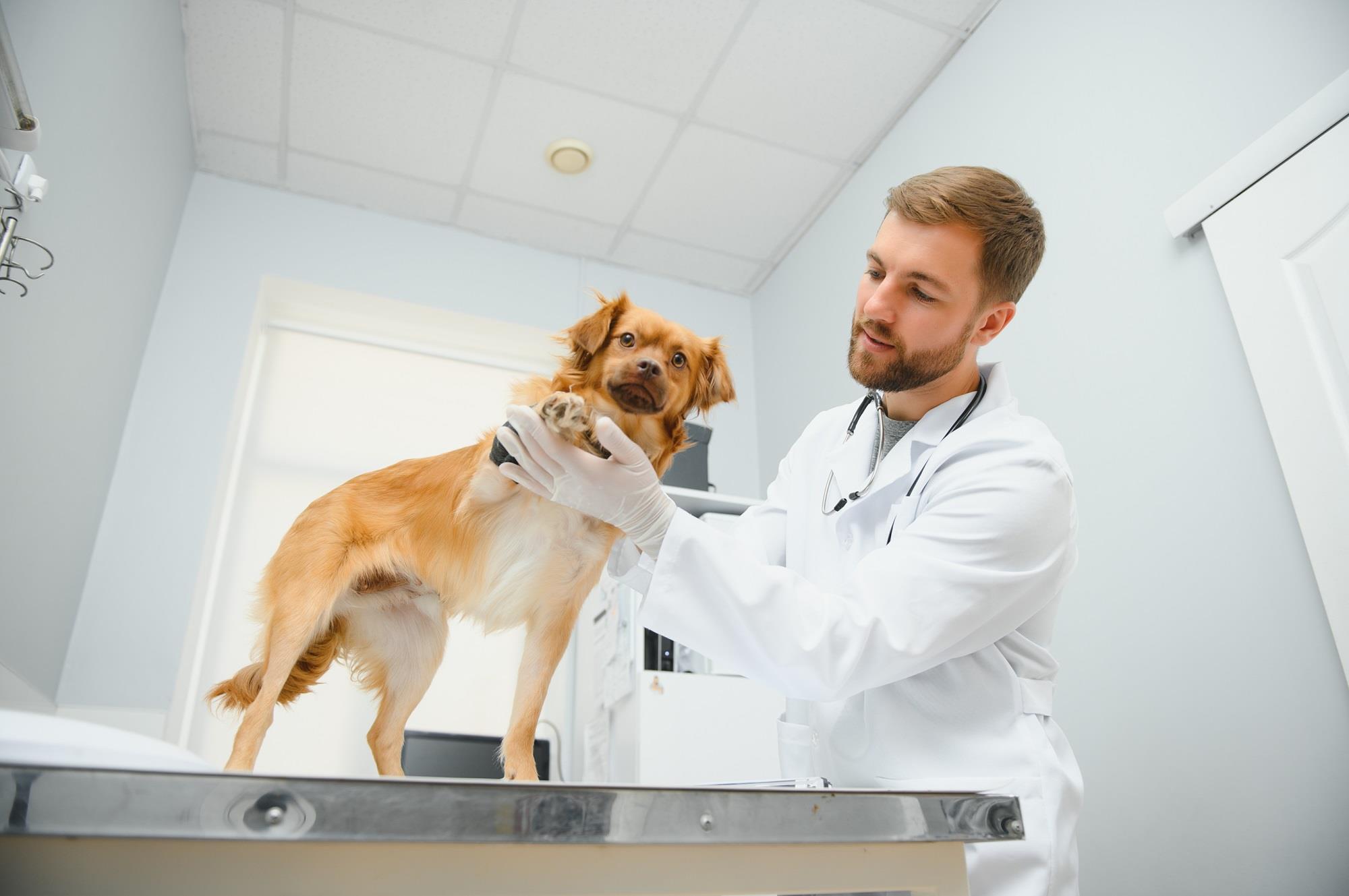 veterinarian holding up a dog's paw on the exam table