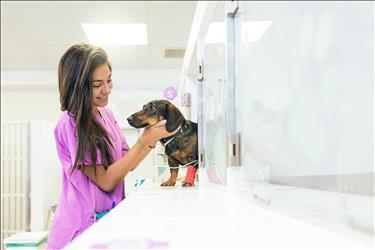 smiling gen z veterinary pro taking care of a dog