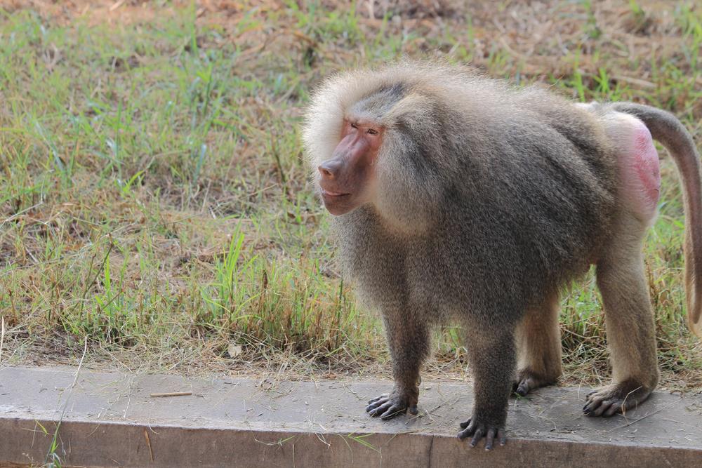 red baboon