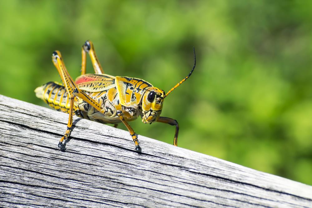 cricket on a piece of wood