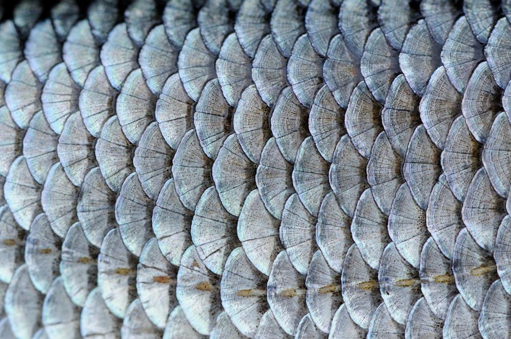 Close up of silvery fish scales. 