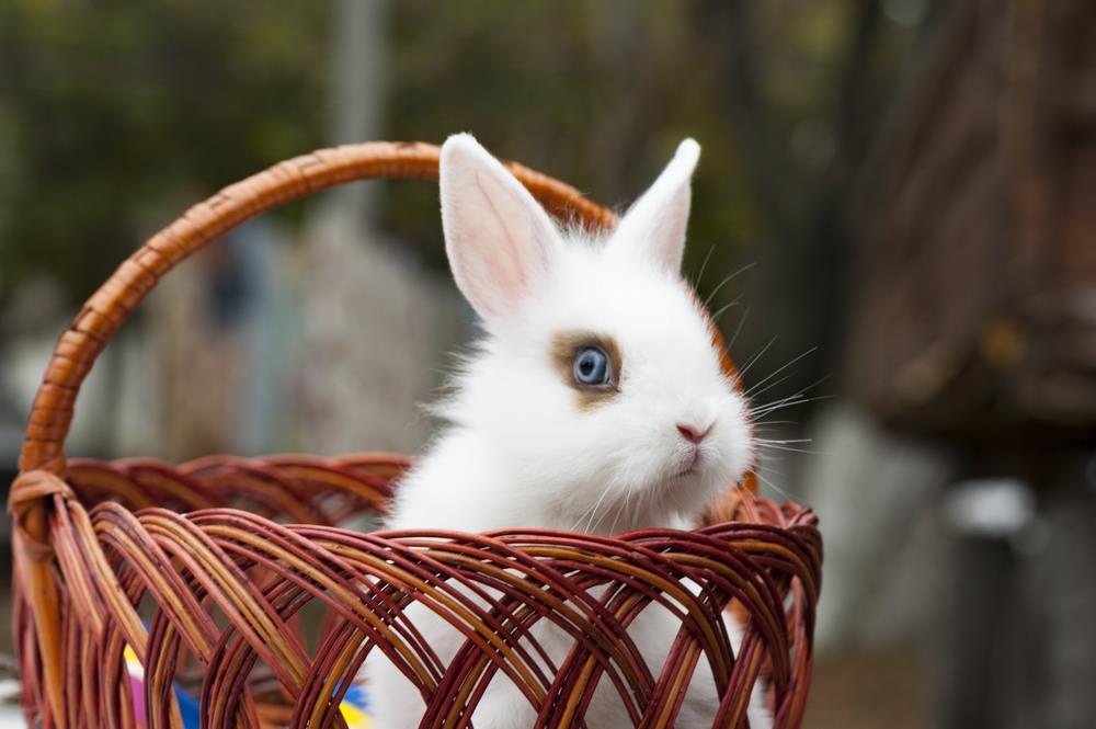 white rabbit in a basket