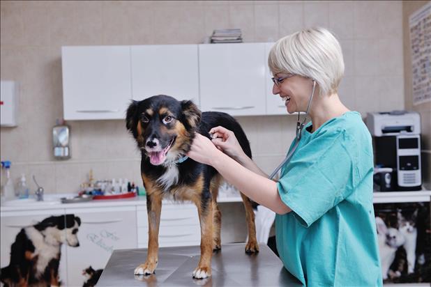 smiling veterinary professional caring for a dog