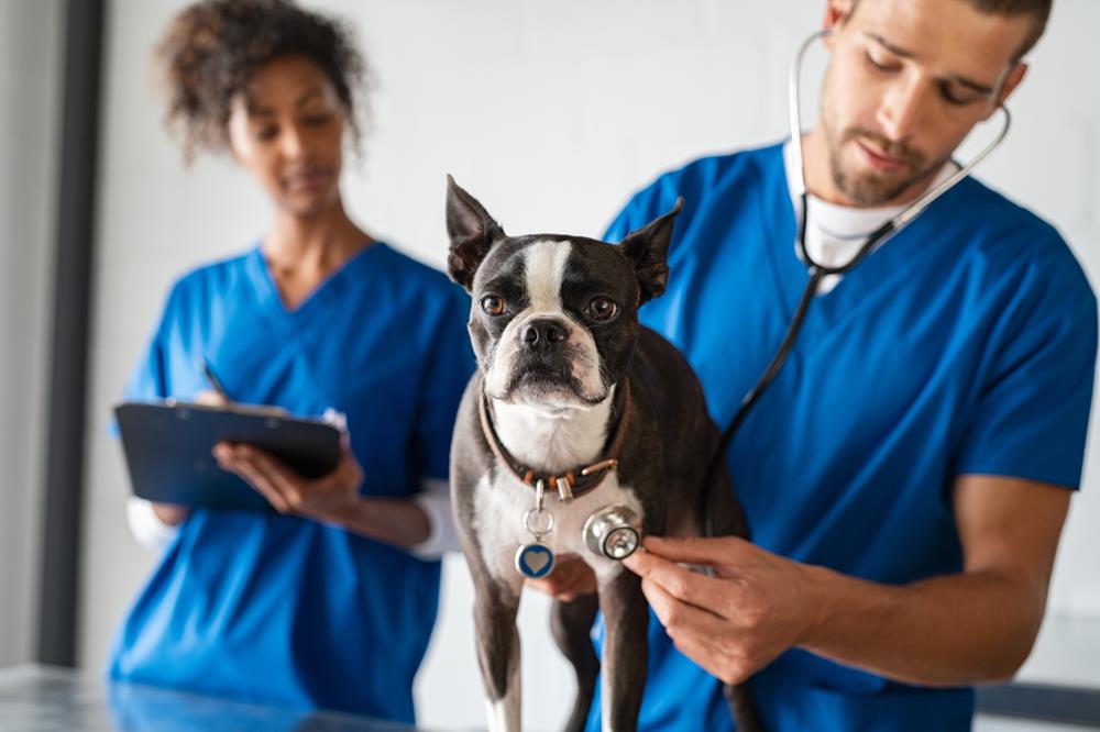 two veterinary students examining a boston terrier