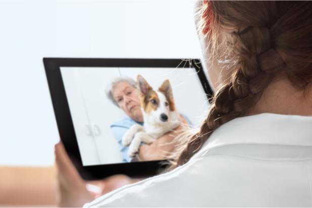 receiving veterinary telehealth services