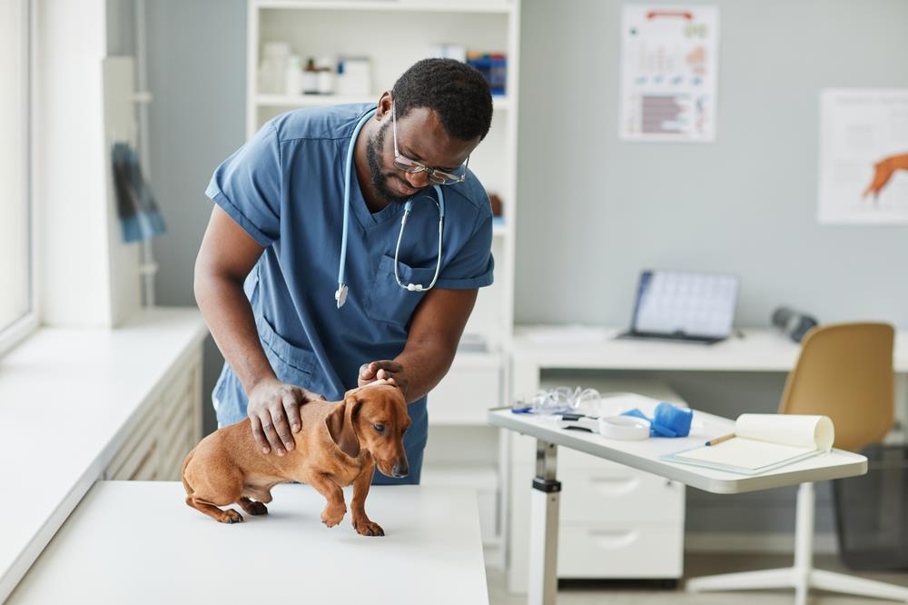 veterinary team member examining a dog