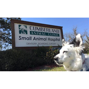Associate Veterinarian