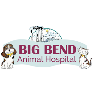 Experienced Veterinary Technician