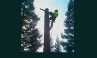 charles schwab's tree service inc.